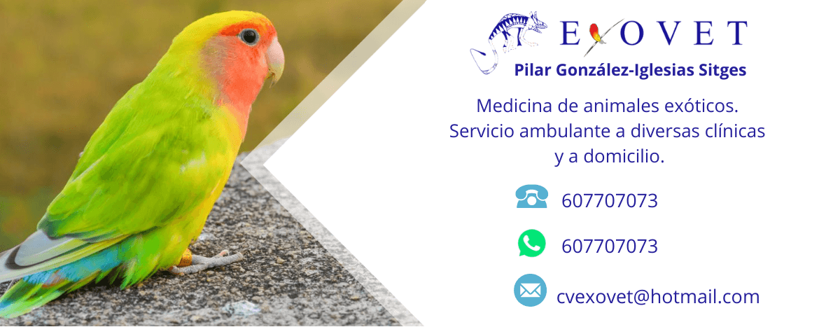 EXOVET - Clínica Veterinaria de Animales Exóticos