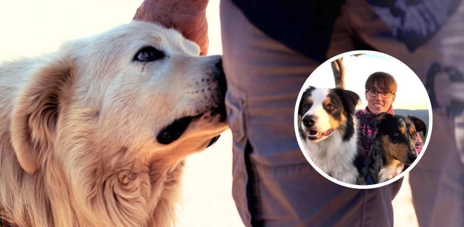 ¿Por qué los perros huelen la entrepierna?