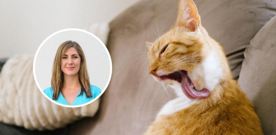 ¿Es normal que los gatos vomiten bolas de pelo?