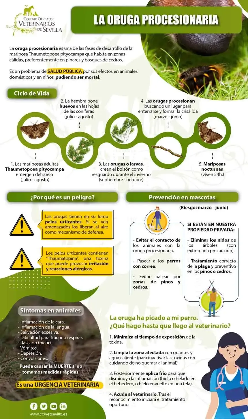 ⚠️ Oruga procesionaria: síntomas en perros y gatos y qué hacer (urgencia veterinaria)