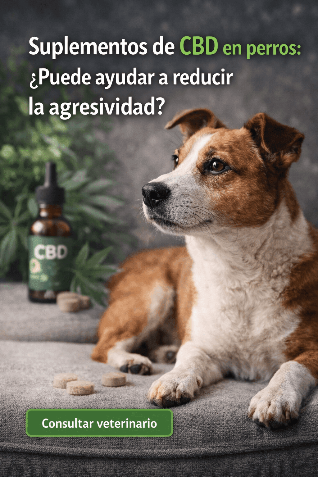 Suplementos de CBD en perros: ¿pueden ayudar a reducir la agresividad?