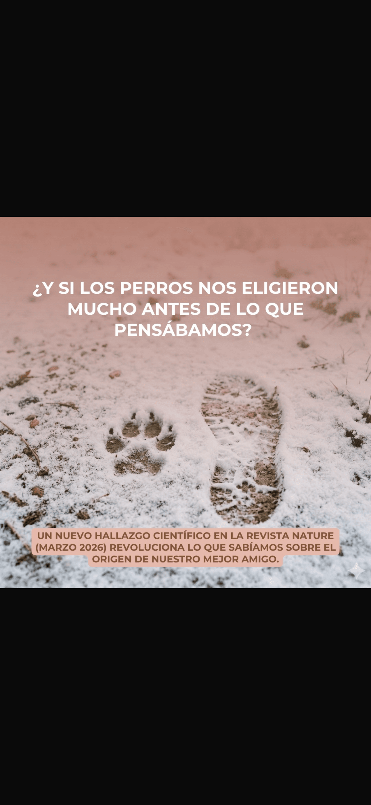 El origen de los perros