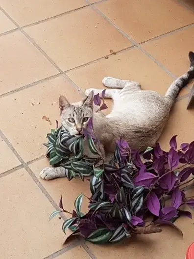Mi gato lo destroza todo: causas y soluciones