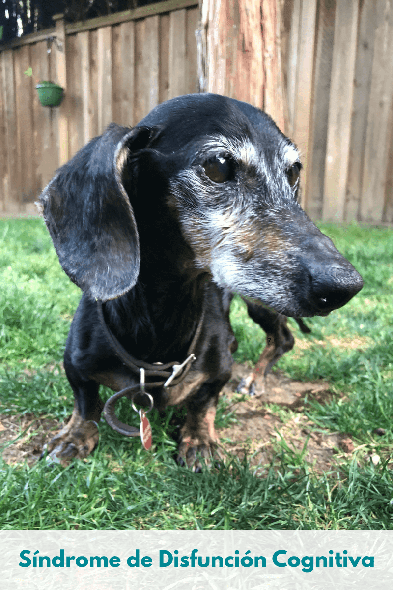¿Los perros mayores, tienen Alzheimer?