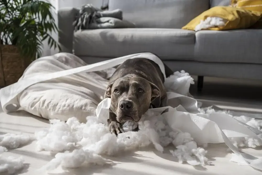 Ansiedad por separación en perros: por qué puede empeorar en primavera y cómo ayudarles