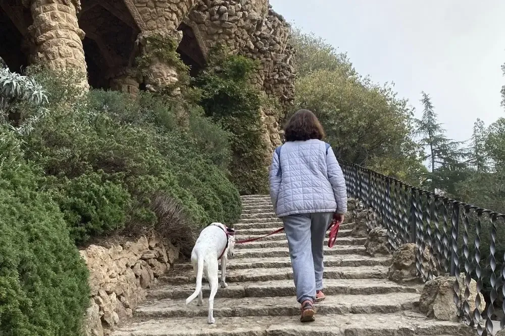 Barcelona obliga a diluir la orina de los perros en la vía pública: qué significa para los tutores