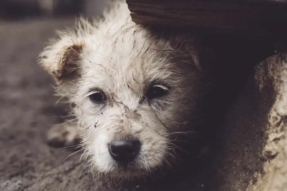 ¿Qué ocurre con los animales en una catástrofe? El gran vacío que preocupa en España