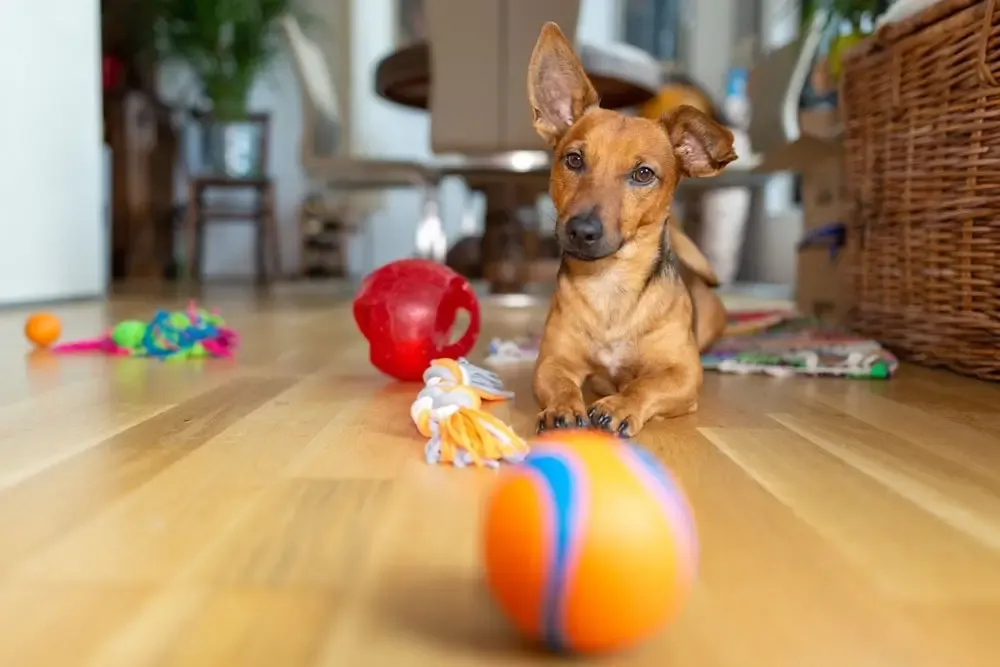 Vivir de alquiler con mascotas en España: barreras reales y qué puedes hacer